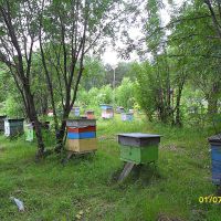 Сибирское пчеловодство