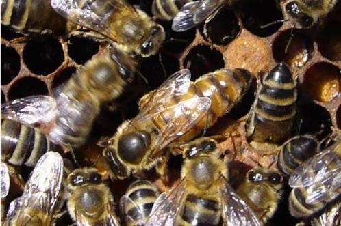 Почему пчелинная матка живёт в 40 раз дольше пчелы.
