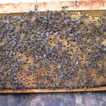 Как сохранить генофонд среднерусской пчелы в России