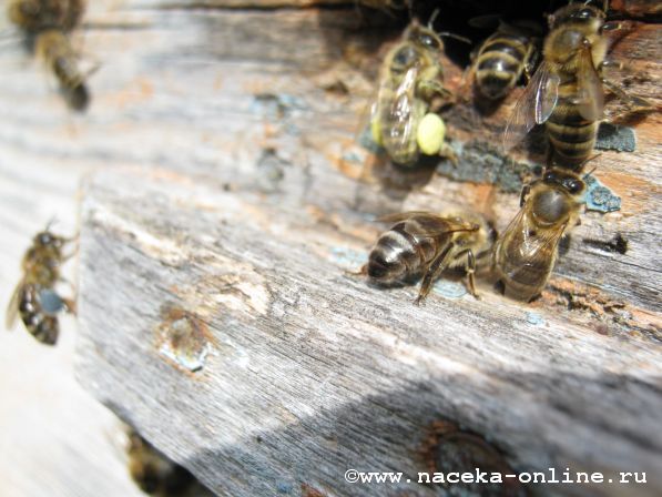 Фото пчёл