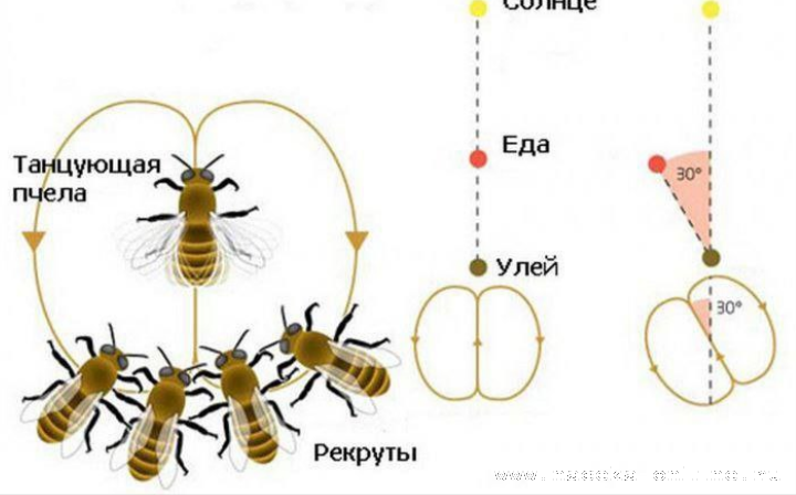 Пчелы способны к критическому анализу информации⁠⁠