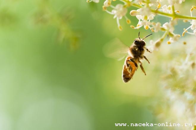 Народный календарь на 30 апреля — Зосима-пчельник