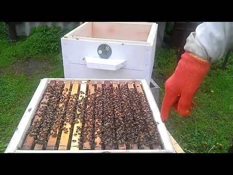 Расширение пчелиного гнезда на майский взяток