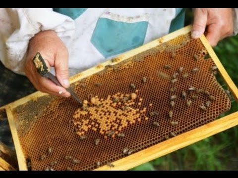 Как стать пчеловодом