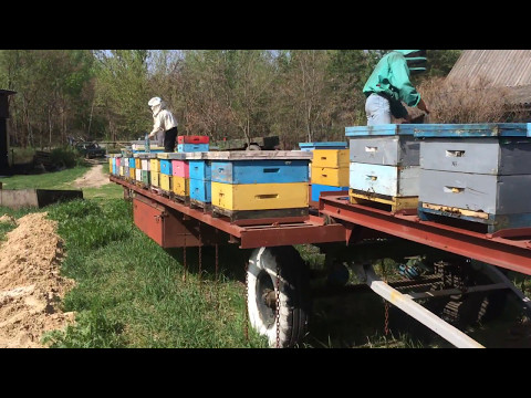 Первое расширение пчелиных семей