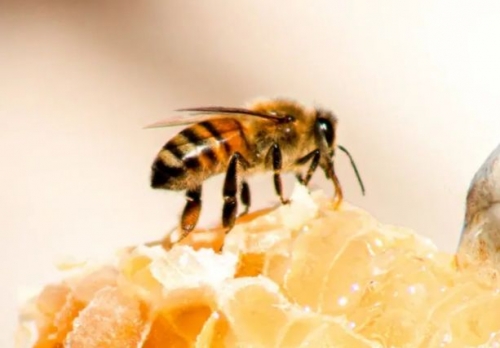Федеральный научный центр пчеловодства подтвердил снижение производства меда